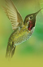 Bird in Kanha national park